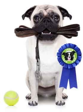 Dog Training - Puppy & Obedience Training in Dayton Ohio - Train Your Pup - dog