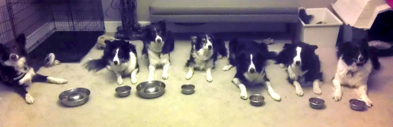 Feeding Multiple Dogs - Blog - Train Your Pup - waiting-to-eat