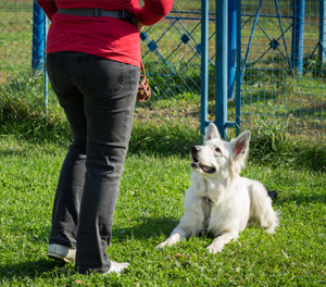 Group Dog Training Classes Dayton OH - Puppy Classes - Train Your Pup - class2