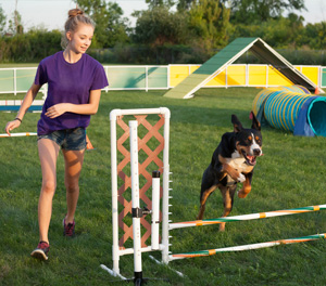 Dog Enrichment Classes Dayton OH - Group Training | Train Your Pup - enrichment1