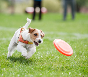 Frisbee Dog Classes Dayton OH - Professional Dog Trainers | Train Your Pup  - frisbee1
