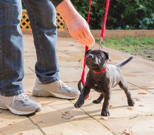 Puppy Training Classes Dayton OH - Obedience Trainers | Train Your Pup - puppytraining